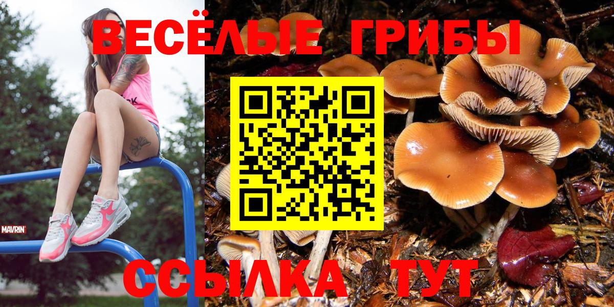 Галлюциногенные грибы Psilocybine cubensis Шелехов